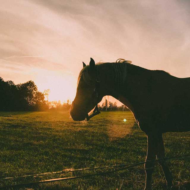 Horse Property For Sale